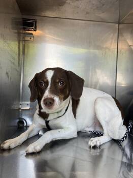 Mixed Breed Dogs Available for Adoption in Dallas, Texas - JAXSON | PetCurious