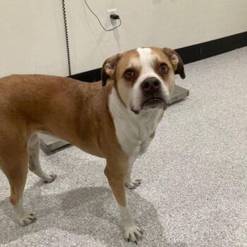 Boxer Dogs Available for Adoption in Lake Havasu City, Arizona - Frankie | PetCurious