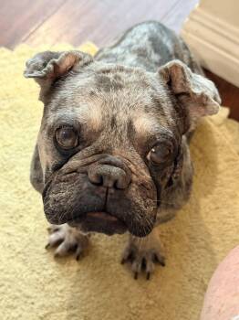 Lucy -  French Bulldog and Pug Dog for Adoption in San Rafael, California - Lucy | PetCurious