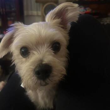 Tally -  Yorkshire Terrier Dog Available for Adoption in Martinsburg, West Virginia - Tally | PetCurious