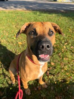 Rescue Black Mouth Cur Dogs for Adoption in La Porte, Indiana - Tony | PetCurious