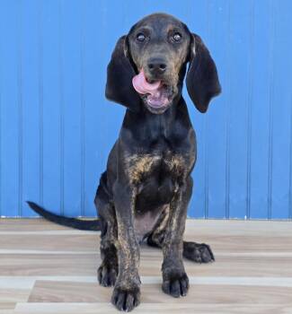 Arrow -  Plott Hound Dog for Adoption in Sedalia, Colorado - Arrow | PetCurious