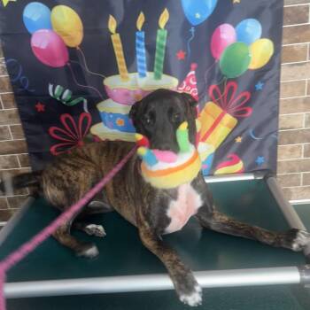 Purple -  Belgian Shepherd Malinois and Presa Canario Dog for Adoption in Austin, Texas - Purple | PetCurious