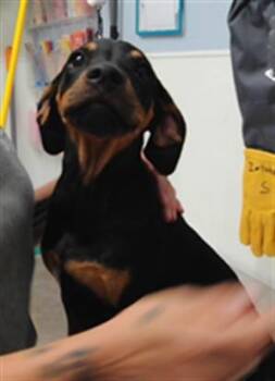 PEBBLES -  English Coonhound and Mixed Breed Dog for Adoption in Albuquerque, New Mexico - PEBBLES | PetCurious