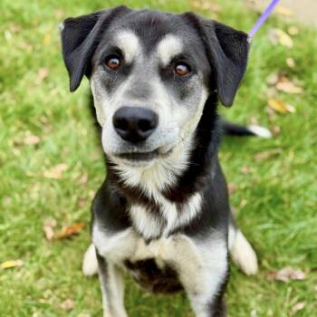 Rescue Husky Dogs for Adoption in Battle Creek, Michigan - Tyson | PetCurious