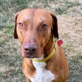 Rescue Labrador Retriever Dogs for Adoption in San Francisco, California - Rex | PetCurious