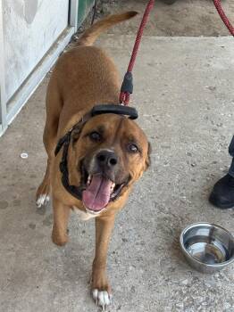 COSMOS -  Mixed Breed Dog for Adoption in Dallas, Texas - COSMOS | PetCurious