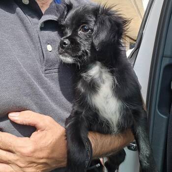 Amren -  Chihuahua and Pug Dog for Adoption in Greenville, South Carolina - Amren | PetCurious