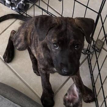 Bonnie -  Terrier Dog for Adoption in Melrose, Florida - Bonnie | PetCurious