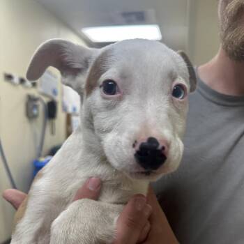 Brewster aka P.D. -  Labrador Retriever and Mixed Breed Dog for Adoption in Palestine, Texas - Brewster Aka P.D. | PetCurious