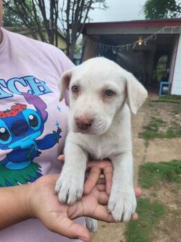 Labrador Retriever Dogs Available for Adoption in San Antonio, Texas - PATTYCAKE | PetCurious