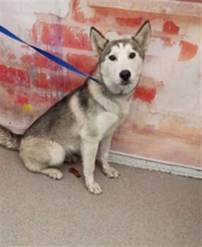DREAM -  Siberian Husky Dog for Adoption in San Bernardino, California - DREAM | PetCurious