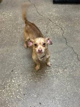 Mixed Breed Dogs Available for Adoption in Ocala, Florida - Mighty | PetCurious