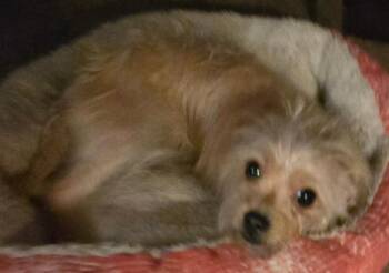 Chula -  Yorkshire Terrier and Chihuahua Dog for Adoption in San Antonio, Texas - Chula | PetCurious