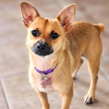 Daphney -  Chihuahua and Terrier Dog for Adoption in Boerne, Texas - Daphney | PetCurious