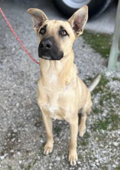 Shepherd Dogs Available for Adoption - Max | PetCurious