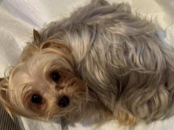 Yorkie - Breyer -  Yorkshire Terrier Dog Available for Adoption in Omaha, Nebraska - Yorkie - Breyer | PetCurious