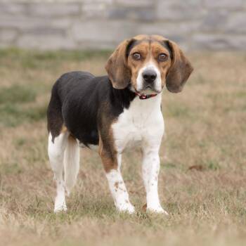 Beagle Dogs Available for Adoption - Asher | PetCurious
