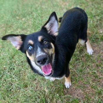 Nadia -  Australian Shepherd Dog for Adoption in Gainesville, Texas - Nadia | PetCurious