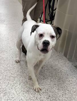 Rescue Boxer Dogs for Adoption in Youngstown, Ohio - Gwen | PetCurious
