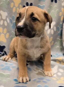 Pit Bull Terrier and Mixed Breed Dogs Available for Adoption in Murphysboro, Illinois - Coconut | PetCurious