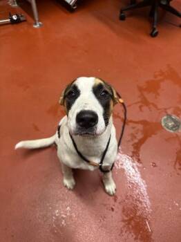 Mixed Breed Dogs Available for Adoption in Douglasville, Georgia - Lakota | PetCurious