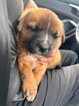 Ariana -  Saint Bernard and Black Labrador Retriever Dog for Adoption in Edmonton, Alberta - Ariana | PetCurious