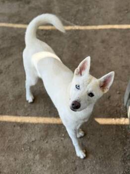 MIA -  Siberian Husky and Mixed Breed Dog for Adoption in Riverside, California - MIA | PetCurious