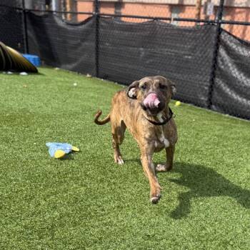 Mixed Breed Dogs Available for Adoption in Pittsburgh, Pennsylvania - Olive | PetCurious