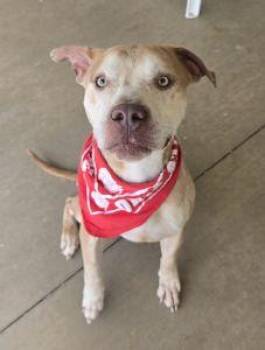 Dace -  Pit Bull Terrier Dog for Adoption in Bucyrus, Ohio - Dace | PetCurious