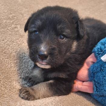 Great Pyrenees Dogs Available for Adoption - Chuck E Cheese | PetCurious