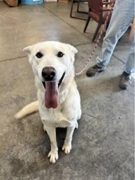 Blizzard -  White German Shepherd Dog for Adoption in Terre Haute, Indiana - Blizzard | PetCurious