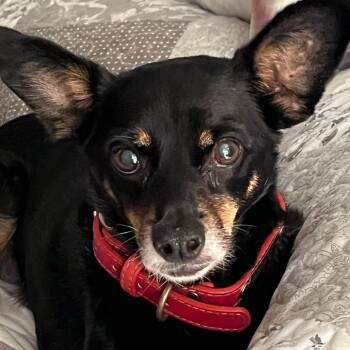 Chihuahua Dogs Available for Adoption in Ramona, California - Hunny | PetCurious