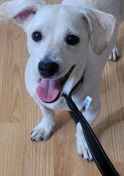 Rescue Terrier Dogs for Adoption in San Juan Capistrano, California - Levi | PetCurious