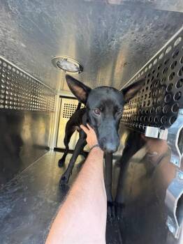 A480608 -  German Shepherd Dog Dog for Adoption in Oklahoma City, Oklahoma - A480608 | PetCurious