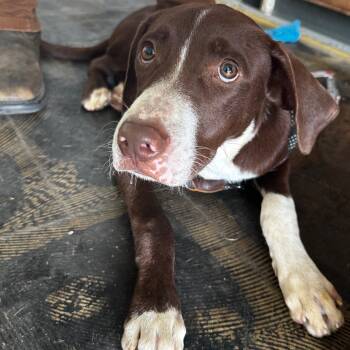 Rescue Flat Coated Retriever Dogs for Adoption in Clarksdale, Mississippi - Bentley | PetCurious