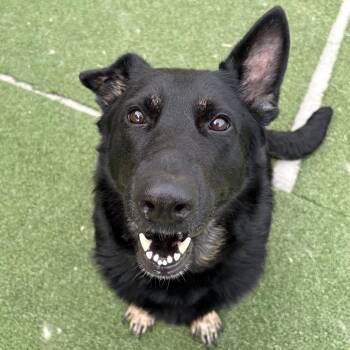Vienna -  Shepherd Dog for Adoption in Chatham, Virginia - Vienna | PetCurious