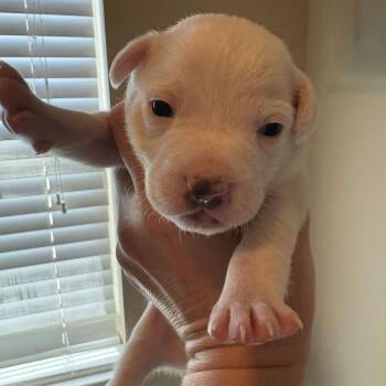 Espresso -  Chihuahua and Rat Terrier Dog for Adoption in Park Row, Texas - Espresso | PetCurious