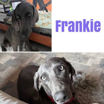 Frankie -  Weimaraner Dog for Adoption in Fayetteville, Arkansas - Frankie | PetCurious
