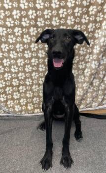 Nyla -  Labrador Retriever and German Shepherd Dog Dog for Adoption in Benld, Illinois - Nyla | PetCurious