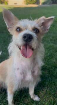 Sandy -  Parson Russell Terrier Dog for Adoption in West Richland, Washington - Sandy | PetCurious