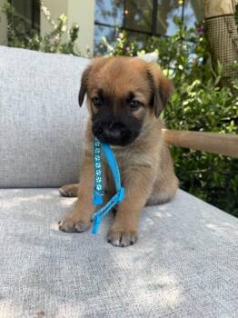 Lake (light blue collar) -  Mixed Breed Dog Available for Adoption in Manhattan Beach, California - Lake (light Blue Collar) | PetCurious