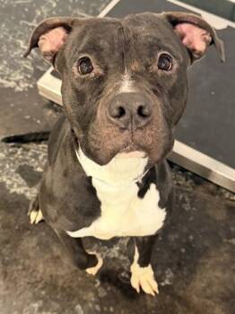 Mixed Breed Dogs Available for Adoption - Violet | PetCurious