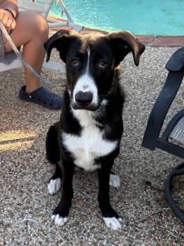 Ruthie -  Black Labrador Retriever and Border Collie Dog for Adoption in Dallas, Texas - Ruthie | PetCurious