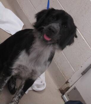 Retriever and Border Collie Dogs Available for Adoption in Marietta, Georgia - Luna(878) | PetCurious