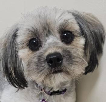 Yorkshire Terrier and Poodle Dogs Available for Adoption - TAWNY  | PetCurious