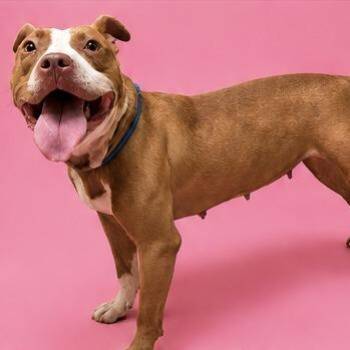 Lara -  Terrier and Mixed Breed Dog for Adoption in Calverton, New York - Lara | PetCurious