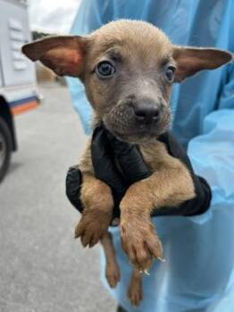 Puppy 1 -  Belgian Shepherd Malinois and Cane Corso Dog for Adoption in Atlanta, Georgia - Puppy 1 | PetCurious