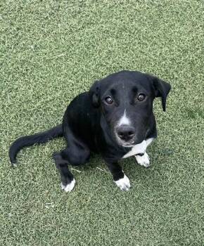 Shoei -  Black Labrador Retriever Dog for Adoption in Blanchard, Oklahoma - Shoei | PetCurious