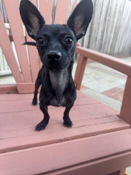 Buddy -  Chihuahua Dog for Adoption in Orange, California - Buddy | PetCurious